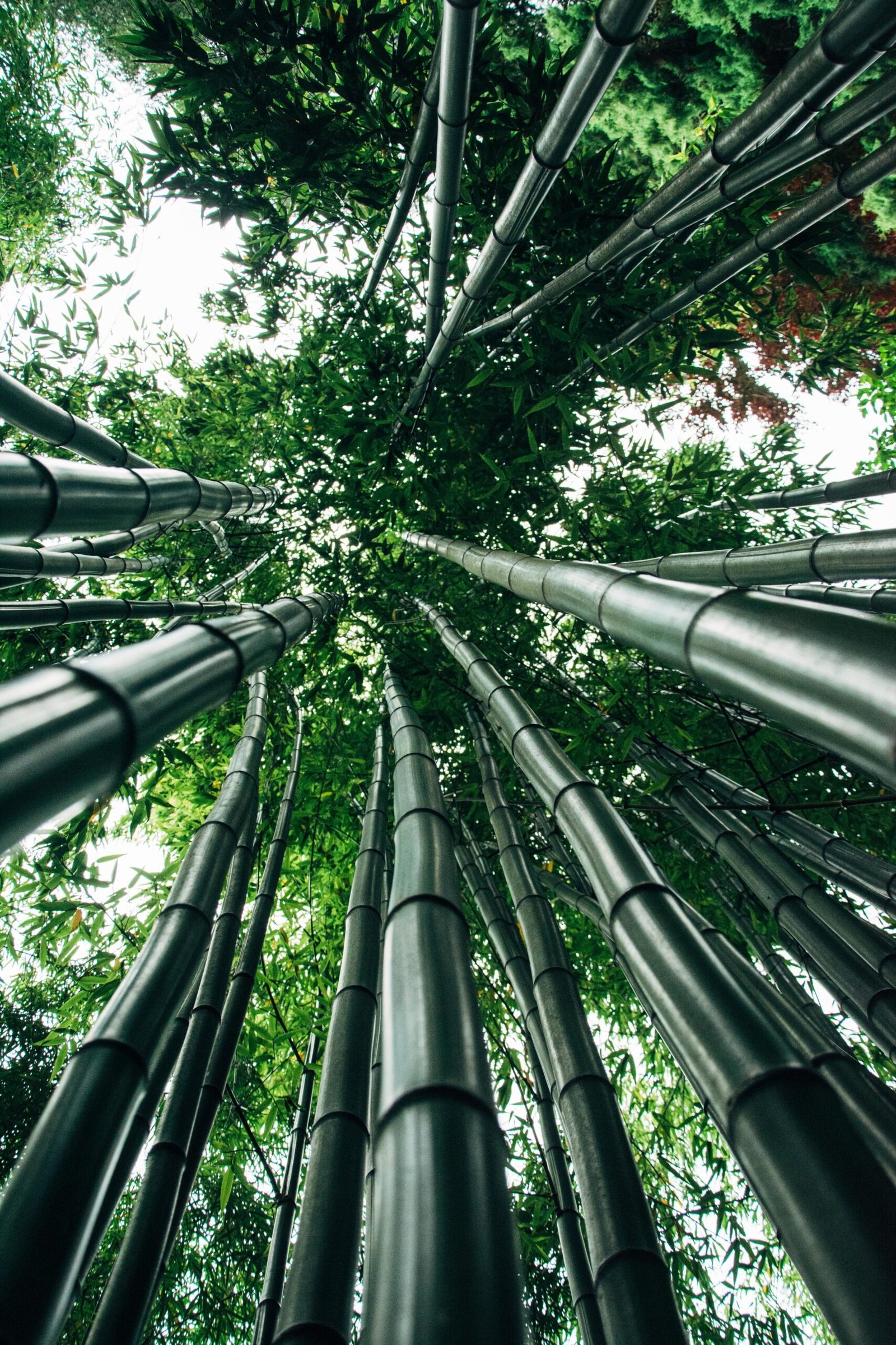 A low angle shot of the giant Bamboo trees - great for wallpapers